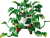 LEGO Botanicals Hängande gullranka 11512