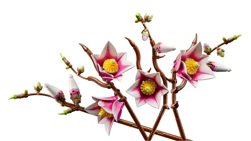 LEGO Botanicals Magnoliagrenar 11510